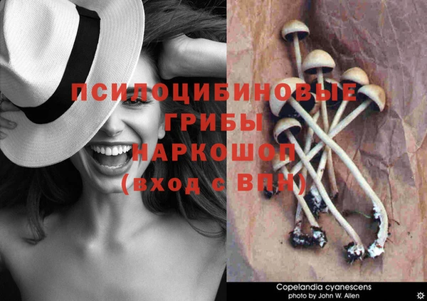PSILOCYBIN Ладушкин